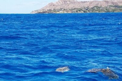 Snorkel with Turtles - Gear and Comfort: What’s Included (and what you must bring)
