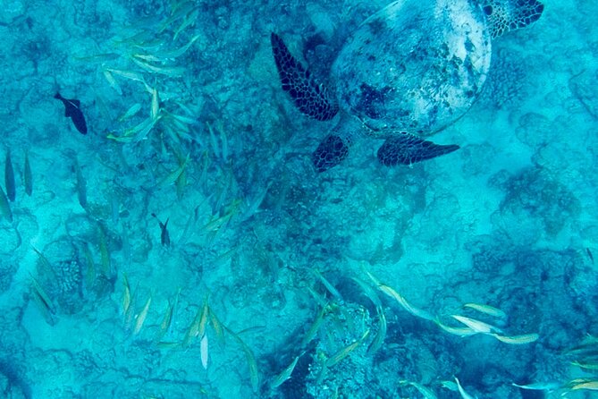 Snorkeling Adventure at Turtle Canyon - Key points to know before you go