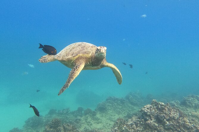 Snorkeling with Turtle/Water Scooter/Paddleboard Adventures Oahu - Key highlights at a glance