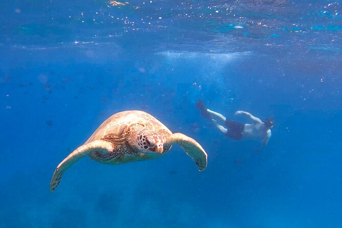 Snorkeling with Turtle/Water Scooter/Paddleboard Adventures Oahu - Diamond Head to Waikiki: a quick scenic route with real water payoff