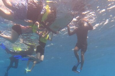 Snorkeling with Turtle/Water Scooter/Paddleboard Adventures Oahu - The turtle part: how close-up viewing works without chaos