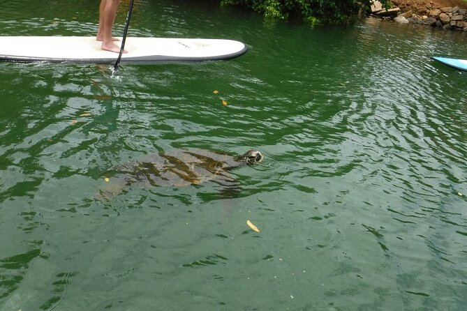 Stand Up Paddle Nature and Turtle tour-Guaranteed to see turtles - North Shore and the Anahulu Stream: the why behind this paddle