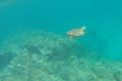 Stand Up Paddle Nature and Turtle tour-Guaranteed to see turtles - What you do in 1.5 hours on the water