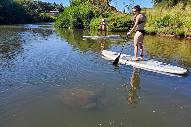 Stand Up Paddle Nature and Turtle tour-Guaranteed to see turtles - Who should book this, and who might skip it