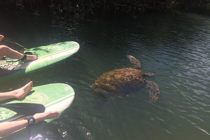 Sunset Stand Up Paddle with Photos and Turtles - What happens during the paddle: a smooth flow from gear to turtles to beach