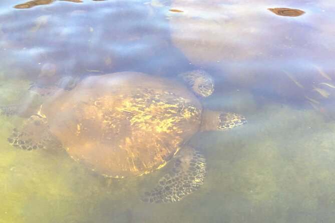Sunset Stand Up Paddle with Photos and Turtles - What’s included—and what to bring so the evening stays easy