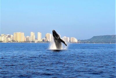 Sunset Whale Watch in Waikiki, Whales Guaranteed or Free Return - Diamond Head while you hunt: the scenic stop that doubles as your warm-up