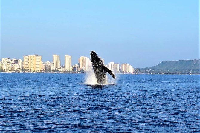 Sunset Whale Watch in Waikiki, Whales Guaranteed or Free Return - Diamond Head while you hunt: the scenic stop that doubles as your warm-up