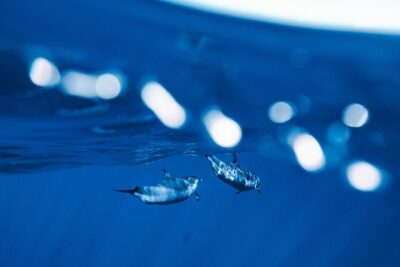 Swim with Dolphins Catamaran with Waterslide & Lunch on Oahu - Makaha snorkeling stop: turtles, reef fish, and the beach where you also play