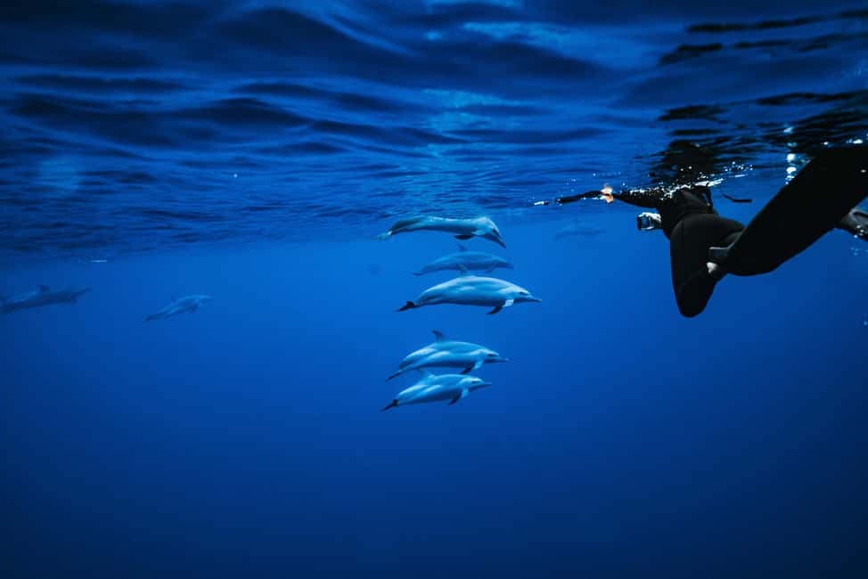 Swim with Wild Dolphins Oahu Speedboat Snorkeling Adventure! - Key things I’d bet you’ll care about most