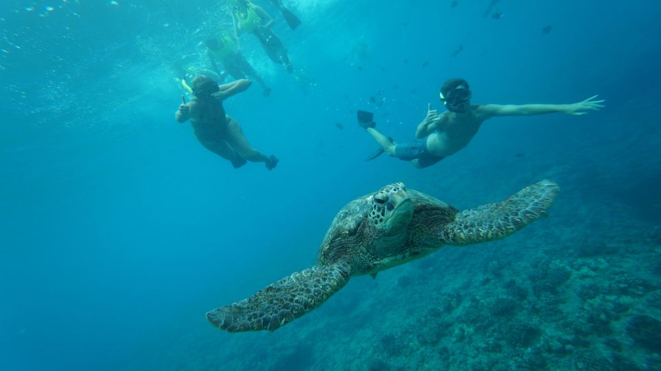 Swim with Wild Dolphins Oahu Speedboat Snorkeling Adventure! - Speedboat Dolphin Time: The realistic 3-hour flow