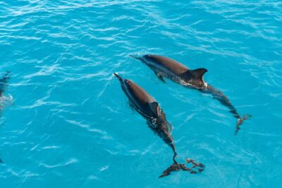 Swim with Wild Dolphins Oahu Speedboat Snorkeling Adventure! - West Oahu pickup and the Waianae harbor start