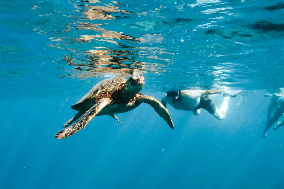 Swim with Wild Dolphins Oahu Speedboat Snorkeling Adventure! - Swimming with wild dolphins: what you’re agreeing to