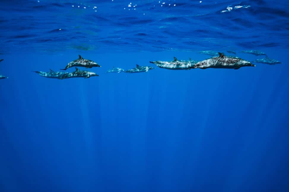Swim with Wild Dolphins Oahu Speedboat Snorkeling Adventure! - Humpback whale season (Nov–Mar): the bonus hunt