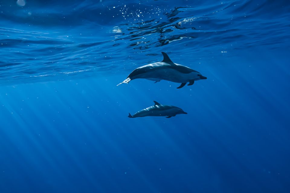 Swim with Wild Dolphins Oahu Speedboat Snorkeling Adventure! - Lunch, snacks, and the on-board vibe (including alcohol)