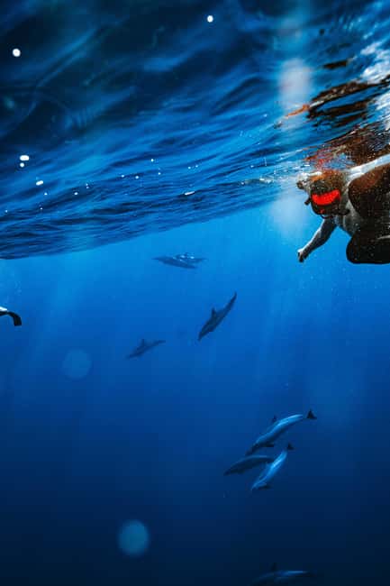 Swim with Wild Dolphins Oahu Speedboat Snorkeling Adventure! - Price and value: $199 for dolphins, turtles, gear, and speed