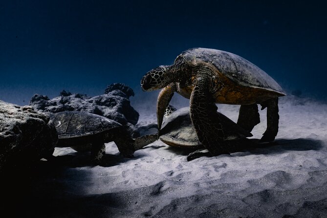 Turtle Canyon Snorkel Tour - Semi-private: 6 passenger max - What’s Included (and Why It Actually Saves You Money)