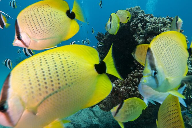 Turtle Canyon Waikiki Snorkel Adventure - The 10:30 am meet-up at Ala Moana: timing and the small-group feel