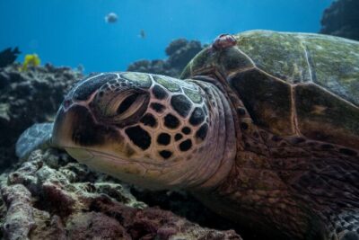 Turtle Canyon Waikiki Snorkel Adventure - Getting in the water: safety, rocky entry, and staying comfortable