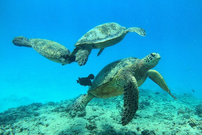 Turtle Canyon Waikiki Snorkel Adventure - Why the boat matters: this charter mixes scuba training with snorkel time
