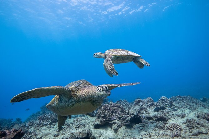 Turtle Canyon Waikiki Snorkel Adventure - Crowds at Turtle Canyon: how to plan your mindset