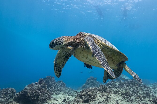 Turtle Canyon Waikiki Snorkel Adventure - What to bring (and what to do if you get seasick)