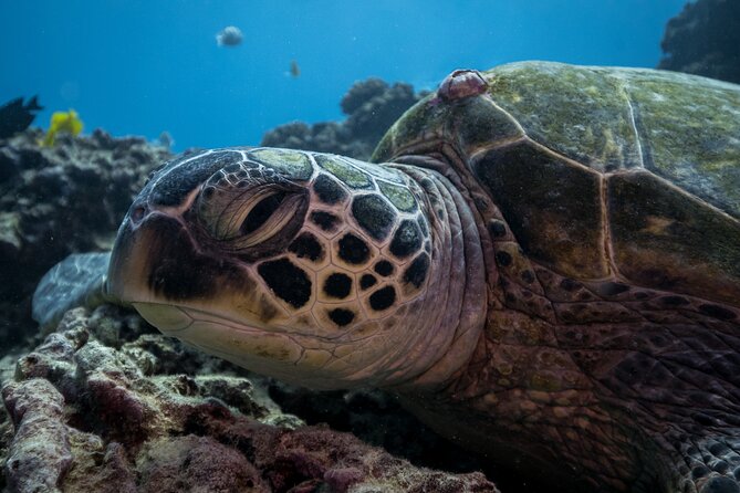 Turtle Canyon Waikiki Snorkel Adventure - Getting in the water: safety, rocky entry, and staying comfortable