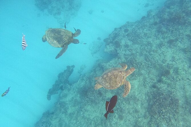 Turtle Snorkeling and Dole Plantation Guided Tour In Oahu - Key highlights you’ll actually feel