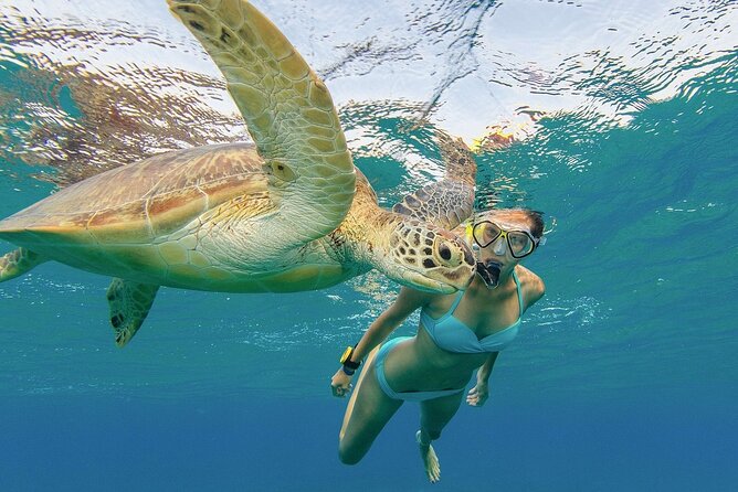 Turtle Snorkeling and Dole Plantation Guided Tour In Oahu - A full-day Oahu loop that mixes land and water (well)