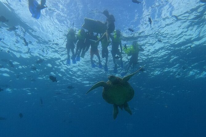 Turtle Snorkeling and Dole Plantation Guided Tour In Oahu - Dole Plantation by train: pineapple views without the fuss