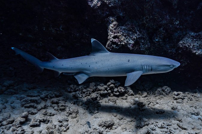 Two Tank Wreck and Drift Dive in Oahu - Safety and staffing: why this crew gets repeat business