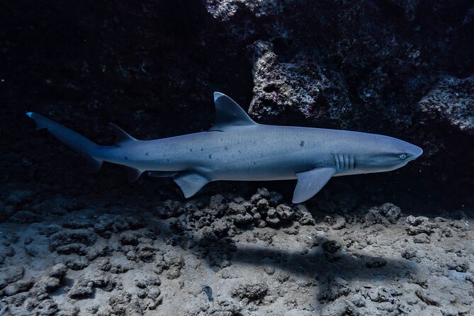 Two Tank Wreck and Drift Dive in Oahu - Gear, snacks, and what to pack so your day stays easy