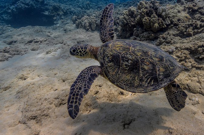 Two Tank Wreck and Drift Dive in Oahu - Price and value: what the $225 actually buys you