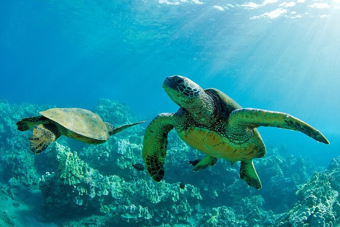 Ultimate North Shore Adventure: Full-Day Hawaiian Experience - Key Highlights I’d Plan Around