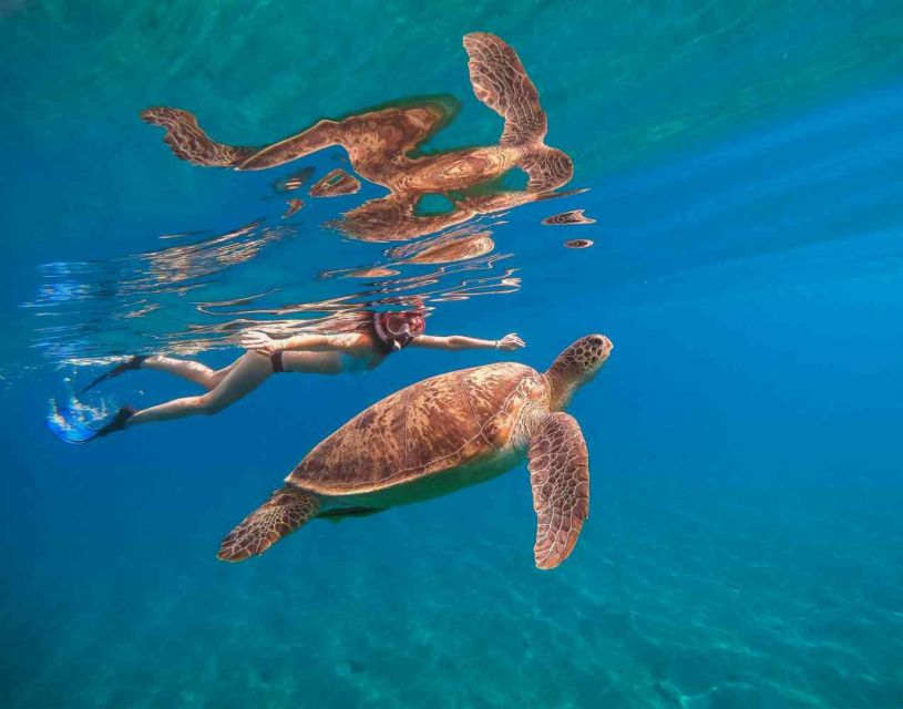 Waikiki: 5-in-1 Turtle Snorkeling Trip with Shuttle Option - Drinks, snacks, and bringing your own food like a pro