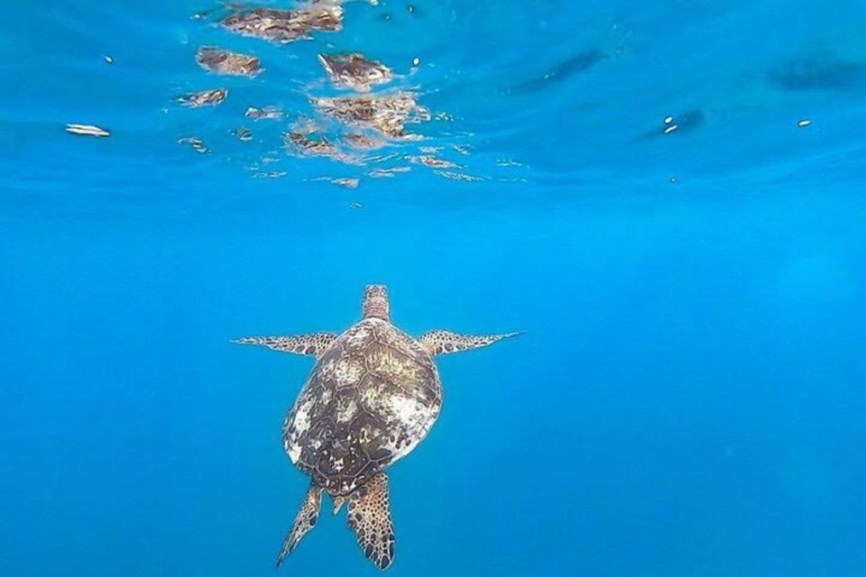 Waikiki Beach: Turtle Snorkeling and Sailing on Hāwea - Floatation gear and the swimming requirement