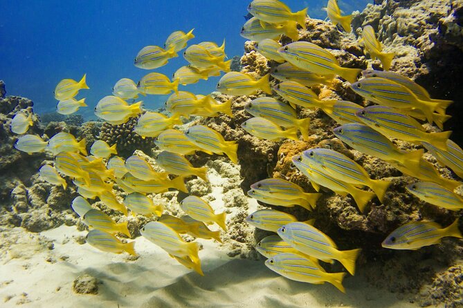 Waikiki, Hawaii: Deluxe Snorkel and Wildlife Cruise - Reef time off Waikiki: what snorkeling feels like here