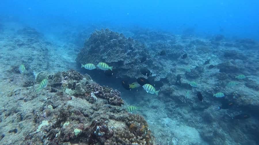 Waikiki: Honolulu Beginner Scuba Diving with Videos - Key highlights at a glance