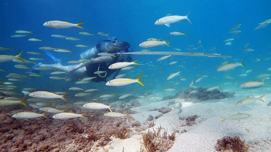 Waikiki: Honolulu Beginner Scuba Diving with Videos - Waist-deep training at about 3 feet: the step that makes or breaks comfort