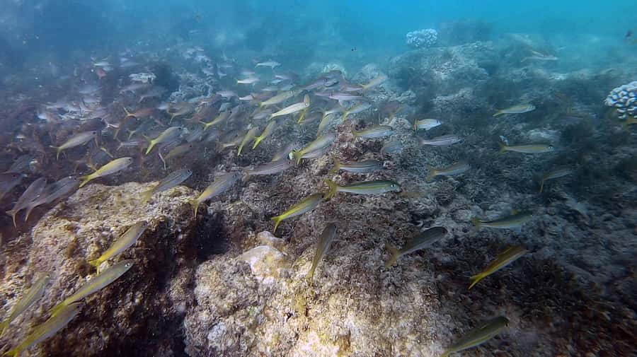 Waikiki: Honolulu Beginner Scuba Diving with Videos - Your guided open-water session: what to expect and what controls your visibility