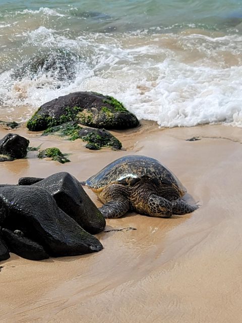 Waikiki: Oahu In a Day Circle Island Tour - Byodo-In Japanese Temple and the Oahu stop-and-stand kind of sightseeing