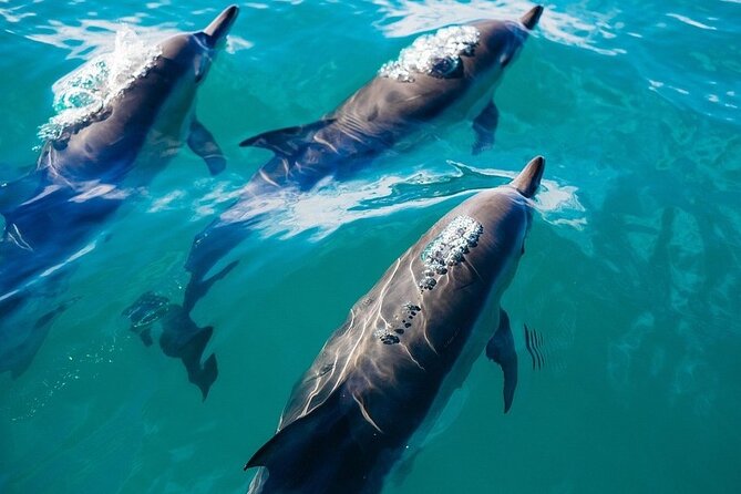 Waikiki Sail and Snorkel Adventure Best of Hawaii 2023 - Should You Book This Waikiki Sail and Snorkel?