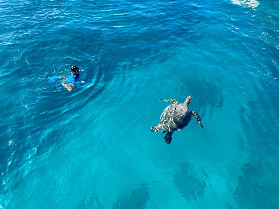 Waikiki: Sea Turtle Snorkeling, Small Group Boat Tour - Key Highlights You’ll Feel On This Tour