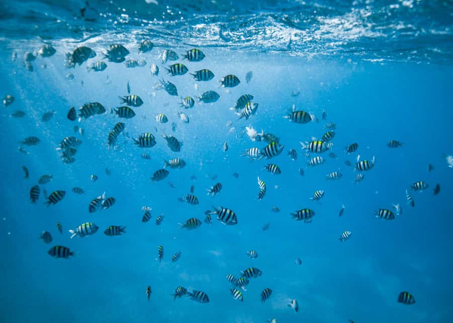 Waikiki: Sea Turtle Snorkeling, Small Group Boat Tour - The 2-Hour Plan: Cruise Out, Snorkel at Turtle Canyon, Back in Time