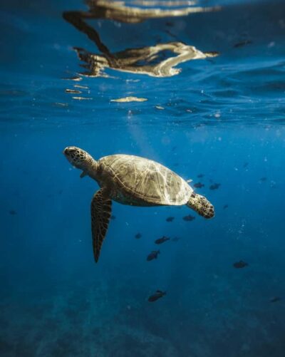 Waikiki: Sea Turtle Snorkeling, Small Group Boat Tour - Boarding at Kewalo Basin Pier C: Where the Tour Starts Smooth