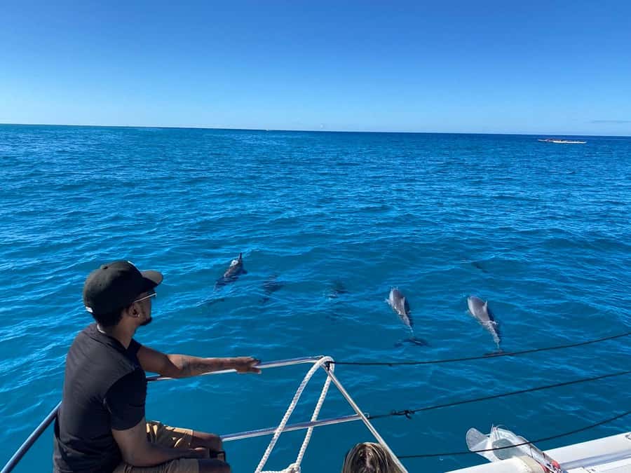 Waikiki: Sea Turtle Snorkeling, Small Group Boat Tour - What You Might See: Turtles First, Then Dolphins and Whales