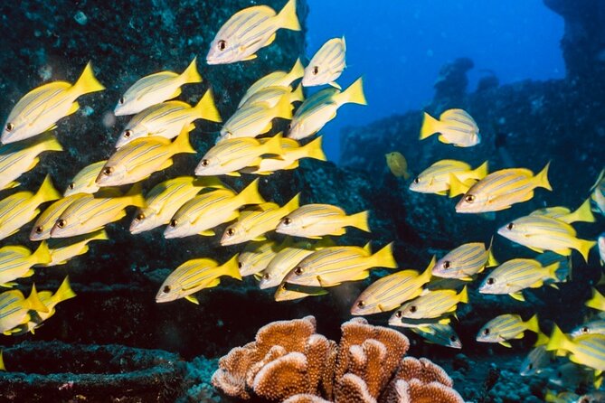 Waikiki small group turtle snorkeling & sailing - Turtle Canyon at First Light: Why This Timing Matters