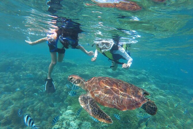 Waikiki Snorkeling Adventures with E Sea Diver! - Snorkeling Gear And Crew Help For First-Timers