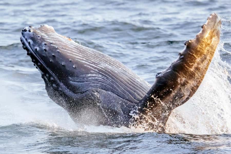 Waikiki: Sunset Whale Watching with 2 Drinks (BYOB-Friendly) - Key things I’d watch for on this Waikiki whale cruise