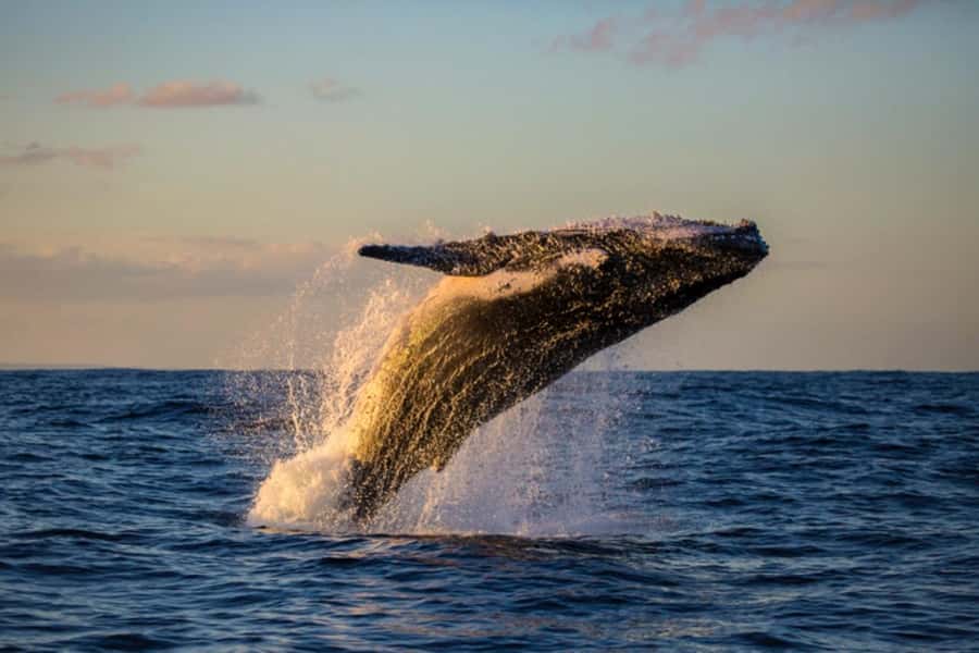 Waikiki: Sunset Whale Watching with 2 Drinks (BYOB-Friendly) - Diamond Head and Waikiki at sunset: why this cruise is more than whale watching